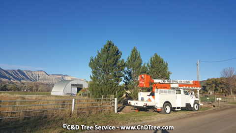 C&D Tree services Mesa County and surrounding areas in Colorado